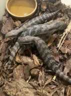 Tiliqua scincoides scincoides - Tylikva australská
