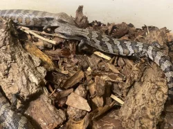 Tiliqua scincoides scincoides - Tylikva australská