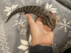 Tiliqua scincoides scincoides - Tylikva australská
