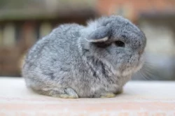 Mláďátka minilopů