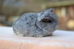 Mláďátka minilopů