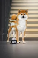 Shiba