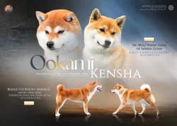Shiba