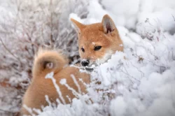 Shiba