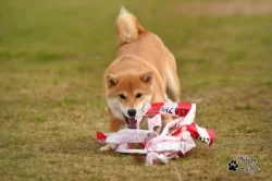 Shiba
