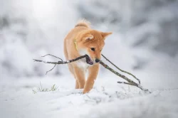 Shiba