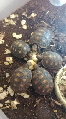 Želva uhlířská (Chelonoidis carbonaria)