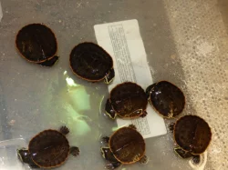 Krátkokrčka červenobřichá (Emydura subglobosa)