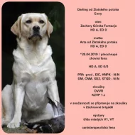 Labradorský retriever s PP / Labrador