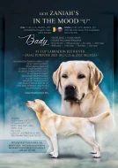 Labradorský retriever s PP / Labrador