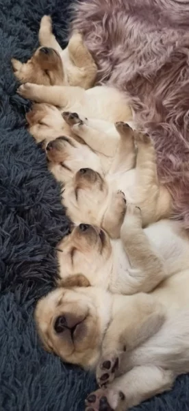 Labradorský retriever s PP / Labrador