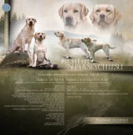 Labradorský retriever s PP / Labrador