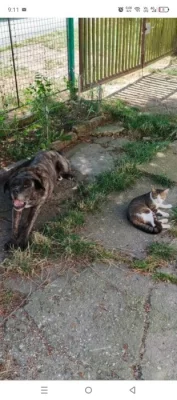 9 lety kříženec Cane Corso
