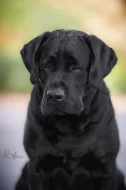Labradorský retrívr- černá štěňátka s PP