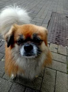 Hledám nevěstu pro Bena