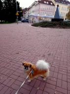 Hledám nevěstu pro Bena