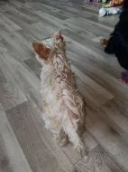 Jorkšírský teriér golddust s PP