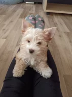 Jorkšírský teriér golddust s PP