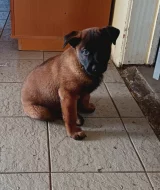 Nabízím štěňátka belgického ovčáka malinois