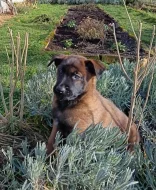 Nabízím štěňátka belgického ovčáka malinois
