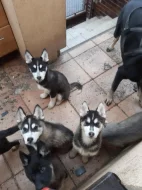 Belgický ovčák x Sibiřský husky