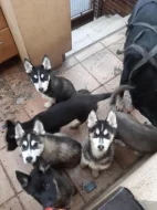 Belgický ovčák x Sibiřský husky