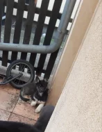 Belgický ovčák x Sibiřský husky