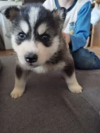 Belgický ovčák x Sibiřský husky