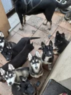 Belgický ovčák x Sibiřský husky