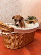 Whippet s PP