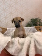 Whippet s PP