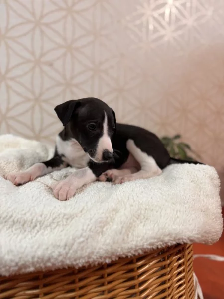 Whippet s PP