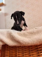 Whippet s PP