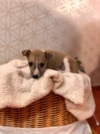 Whippet s PP