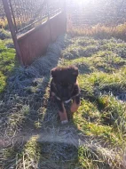 Štěně německý ovčák X bordelkolie