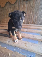 Štěně německý ovčák X bordelkolie