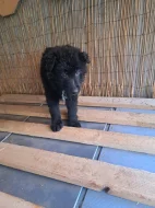 Štěně německý ovčák X bordelkolie