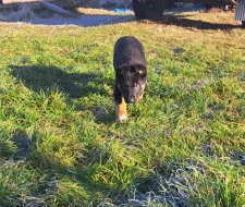 Štěně německý ovčák X bordelkolie