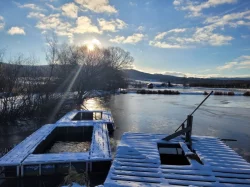 Prodám tržní ryby ihned k odběru