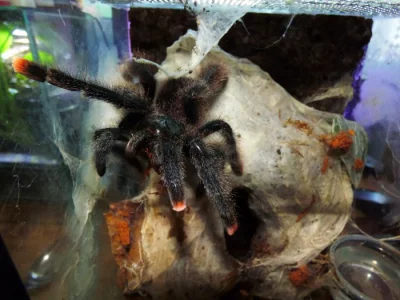 Avicularia metallica
