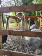 Prodám triádu Afrických pštrosů LEVNĚ