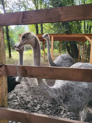 Prodám triádu Afrických pštrosů LEVNĚ