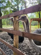 Prodám triádu Afrických pštrosů LEVNĚ