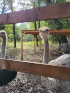 Prodám triádu Afrických pštrosů LEVNĚ