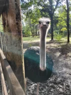 Prodám triádu Afrických pštrosů LEVNĚ