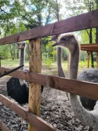 Prodám triádu Afrických pštrosů LEVNĚ