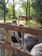 Prodám triádu Afrických pštrosů LEVNĚ