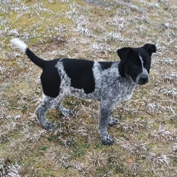 kříženec český fousek - zlatý retrívr