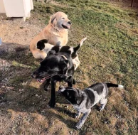 kříženec český fousek - zlatý retrívr