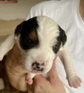 Dánsko-švédský farmářský pes